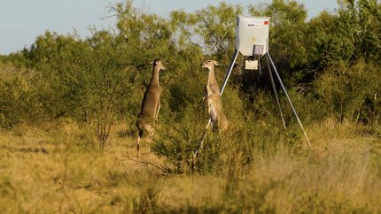 Farm and Ranch for sale in Uvalde County, Texas
