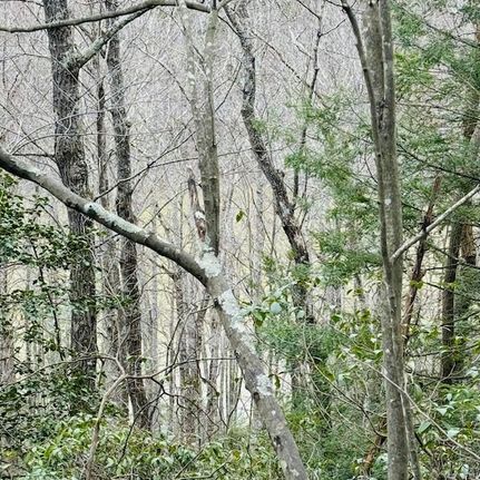 Land for sale in Laurel County, Kentucky