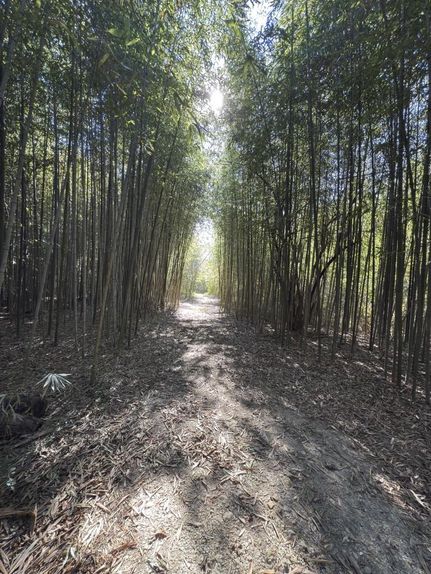 Undeveloped Land for sale in Angelina County, Texas