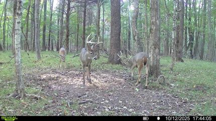 Hunting Property for sale in Caldwell County, Kentucky