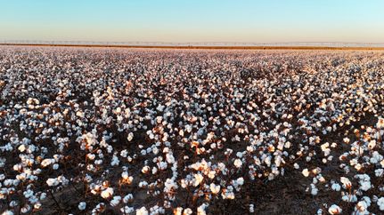 Farm and Ranch for sale in Hale County, Texas