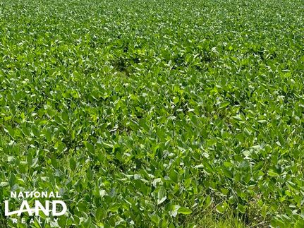 Land for sale in Arkansas County, Arkansas