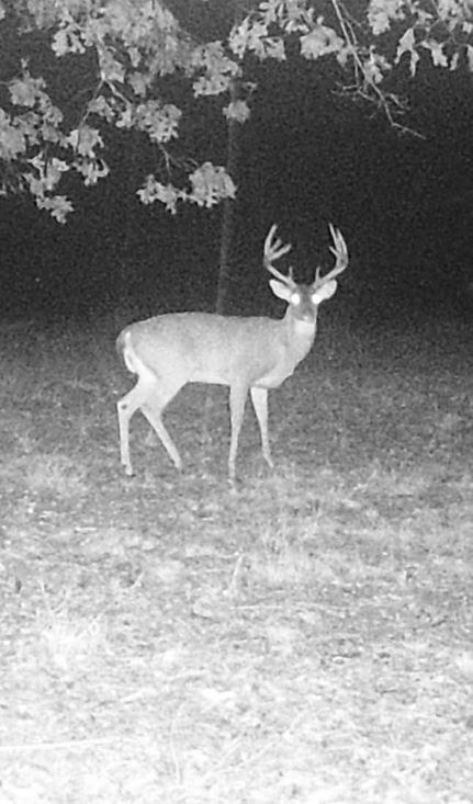 Timberland Property for sale in Perry County, Tennessee