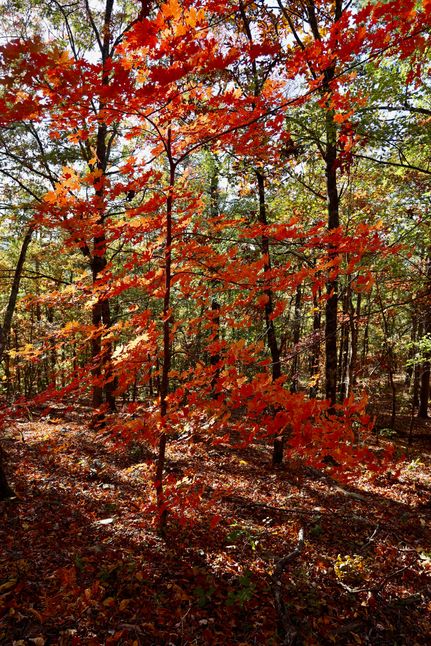 Undeveloped Land for sale in Le Flore County, Oklahoma