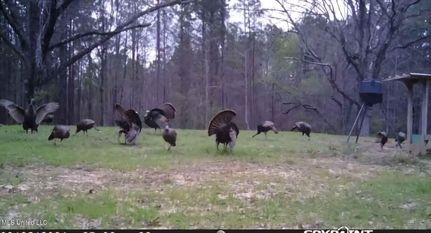 Timberland Property for sale in Webster County, Mississippi