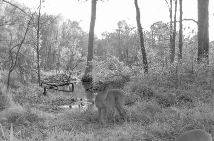 House for sale in Yalobusha County, Mississippi