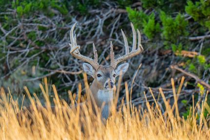 Timberland Property for sale in Kerr County, Texas