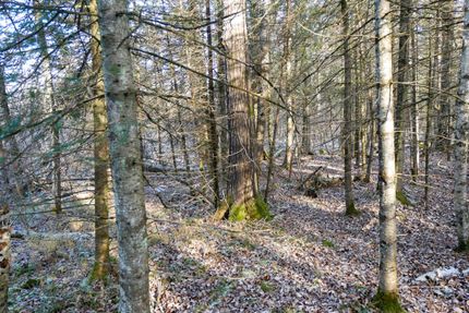 Land for sale in Taylor County, Wisconsin