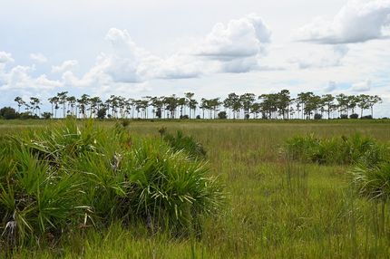 Farm and Ranch for sale in Polk County, Florida
