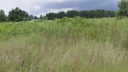 Homesite for sale in Jasper County, Georgia