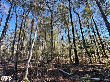 Land for sale in Washington County, Alabama