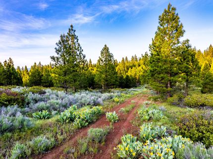 Land for sale in Modoc County, California