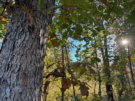 Undeveloped Land for sale in Tallapoosa County, Alabama