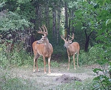 Land for sale in Benton County, Minnesota