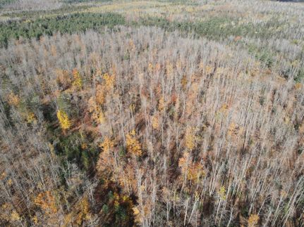 Undeveloped Land for sale in Montmorency County, Michigan