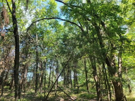 Undeveloped Land for sale in Lamar County, Texas