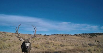 Undeveloped Land for sale in Custer County, Colorado