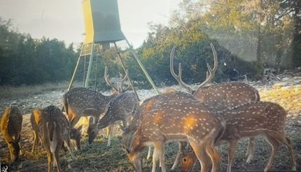 Timberland Property for sale in Sutton County, Texas