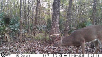 Land for sale in Rapides Parish, Louisiana