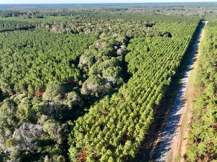 Land for sale in Wilcox County, Georgia