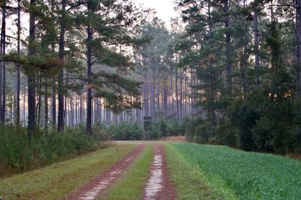 Land for sale in Hampton County, South Carolina