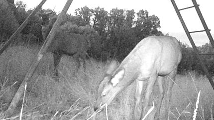 Land for sale in Edwards County, Texas