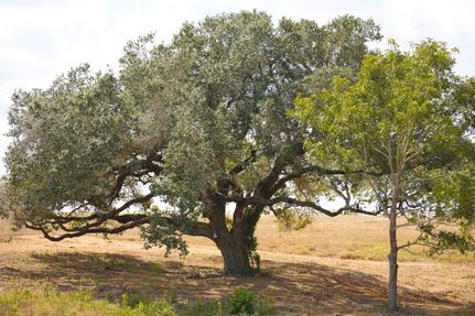 Land for sale in Fayette County, Texas