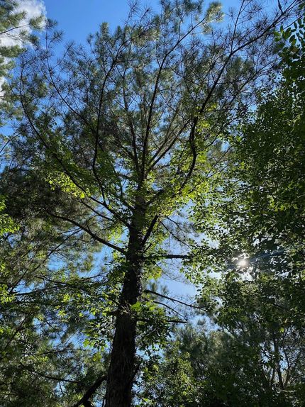 Undeveloped Land in Johnson County, Georgia