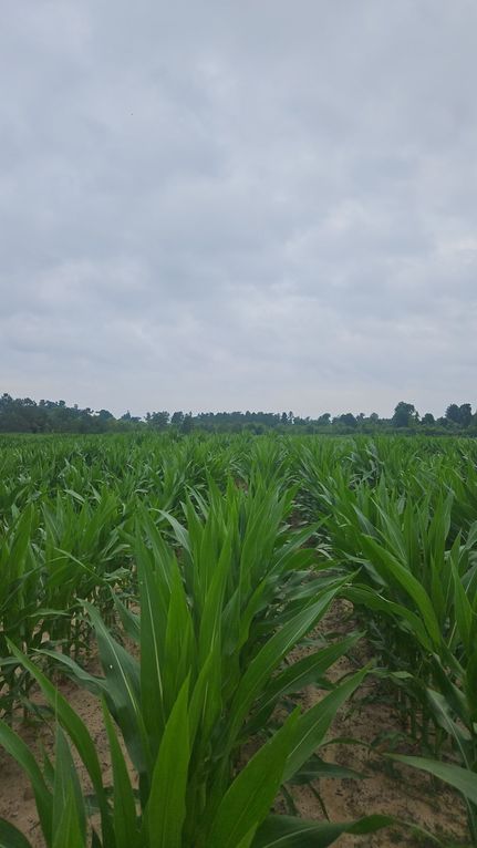 Land for sale in Dougherty County, Georgia