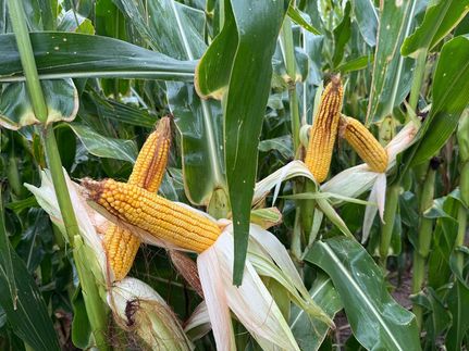 Land for sale in Prowers County, Colorado