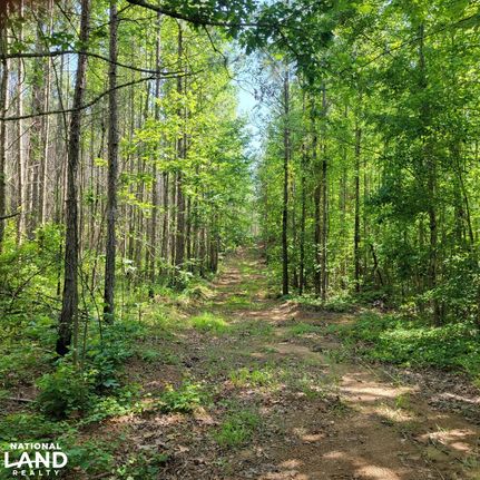 Land for sale in Clay County, Alabama