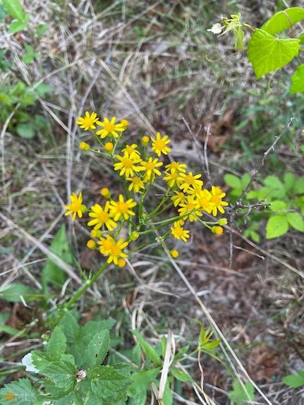 Land for sale in Habersham County, Georgia