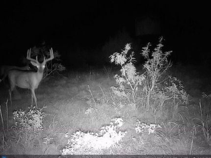 Timberland Property for sale in Comanche County, Texas