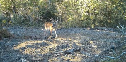 Timberland Property for sale in Decatur County, Georgia