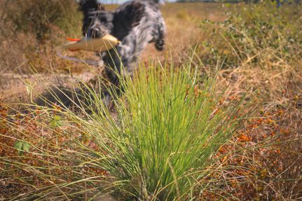 Land for sale in Madison County, Florida