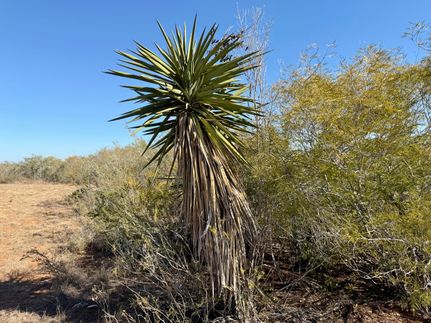 Land for sale in Duval County, Texas