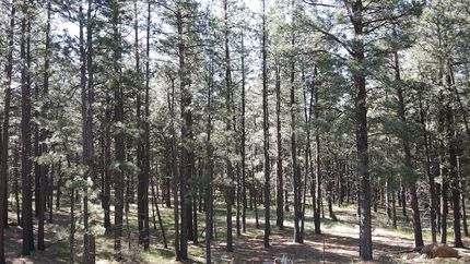 Land for sale in Colfax County, New Mexico