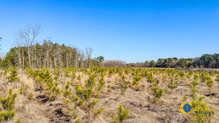 Undeveloped Land for sale in Bulloch County, Georgia