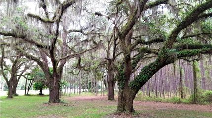 Farm and Ranch for sale in Taylor County, Florida