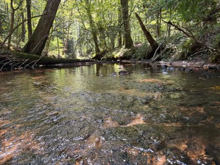 Undeveloped Land for sale in Franklin County, Alabama