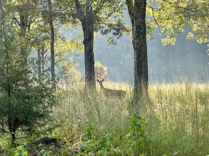 Timberland Property for sale in Lewis County, Tennessee