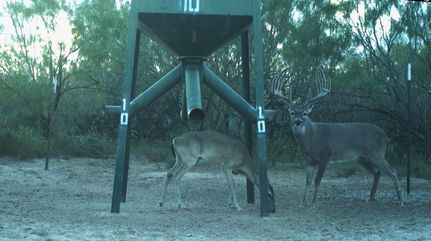 Farm and Ranch for sale in Jim Hogg County, Texas