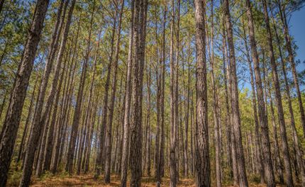 Timberland Property for sale in Wilkinson County, Georgia