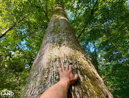 Hunting Property for sale in George County, Mississippi