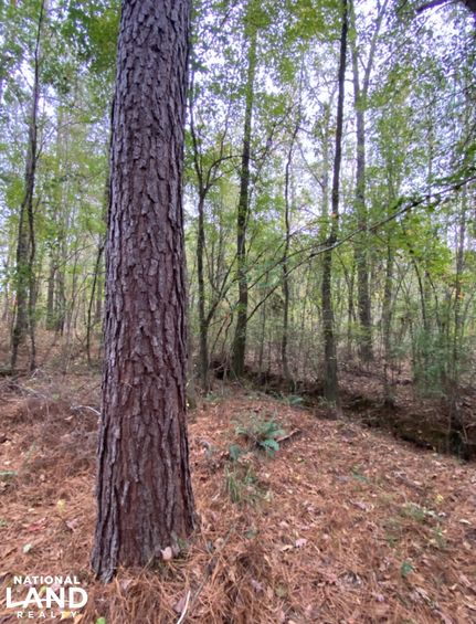 Timberland Property for sale in Shelby County, Alabama