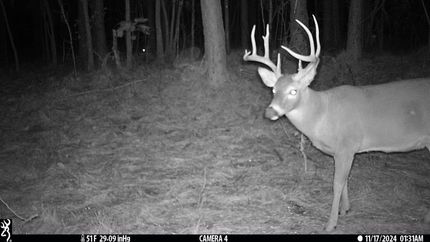 Undeveloped Land for sale in Lawrence County, Alabama