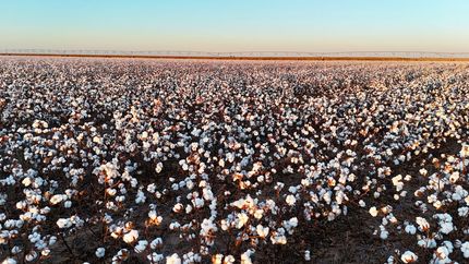 Farm and Ranch for sale in Hale County, Texas