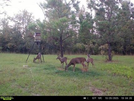 Timberland Property in Madison County, Florida