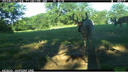 Timberland Property in Clarke County, Iowa
