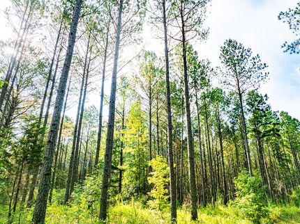 Timberland Property for sale in Prentiss County, Mississippi